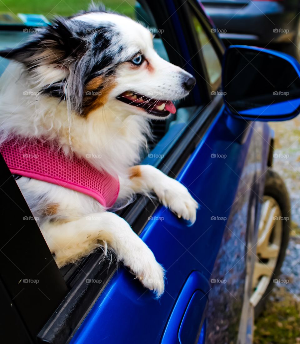 Dog looking through the car window