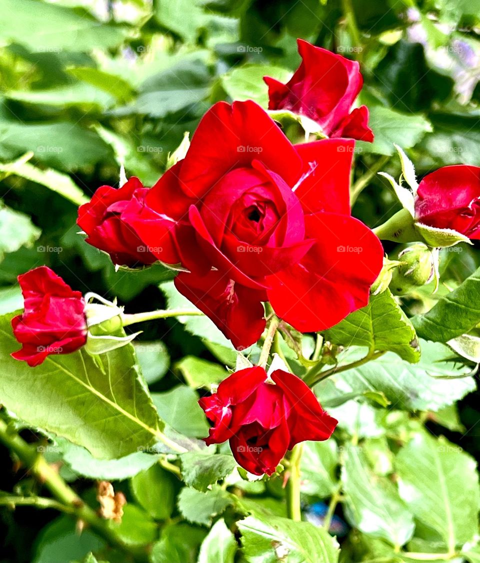 The photo shows a red rose bush full of colorful flowers. Each bud blossomed, revealing velvety petals of a deep red color. The leaves of the bush are dark green and shiny, which creates a beautiful contrast with the rich red roses.