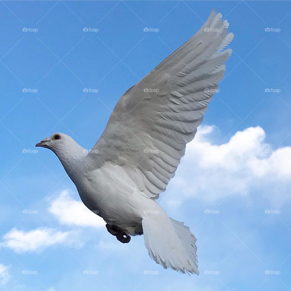 Look to the left 🕊