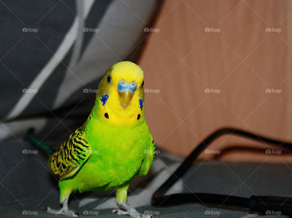 Parrot