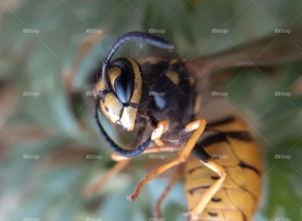 Ukrainian wasp before hibernation