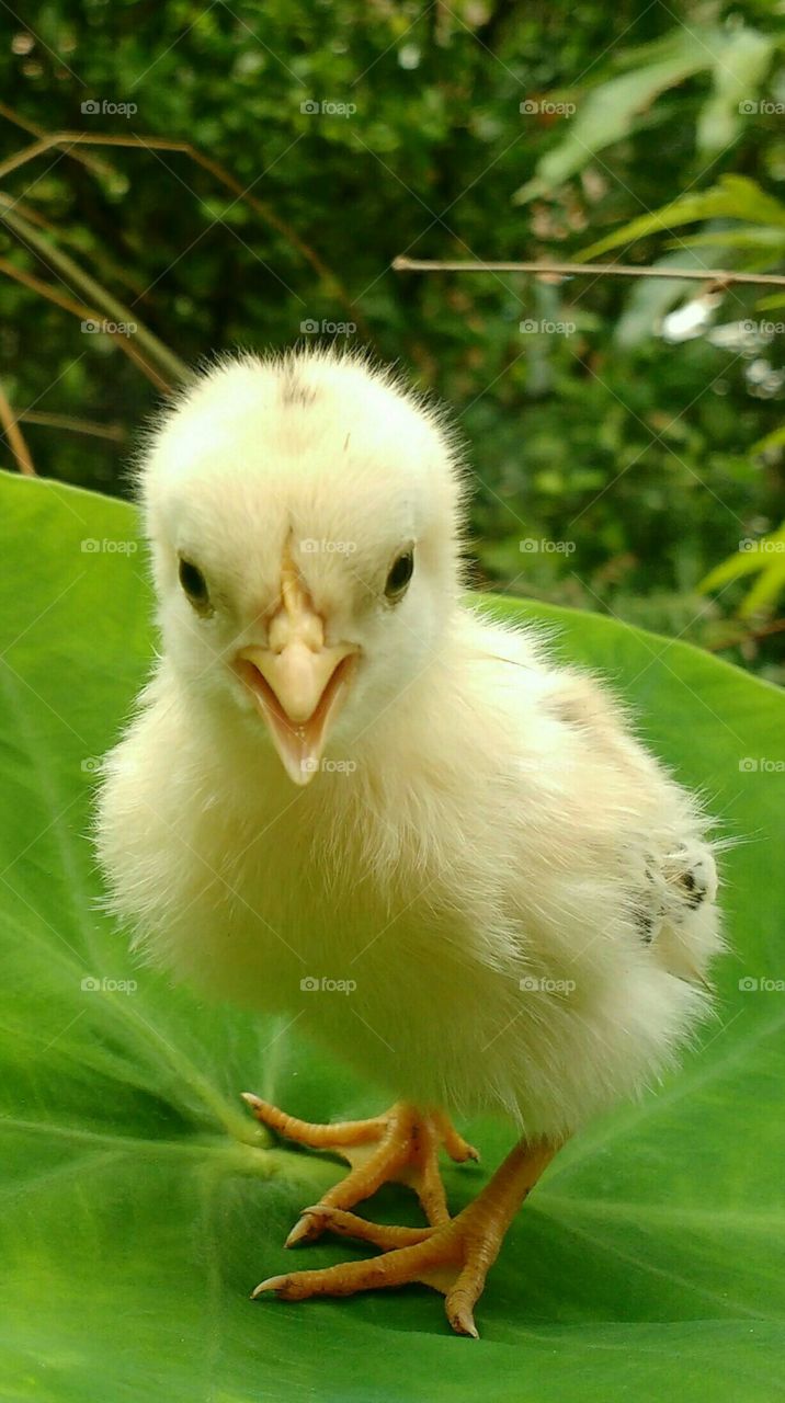 newborn cute bird