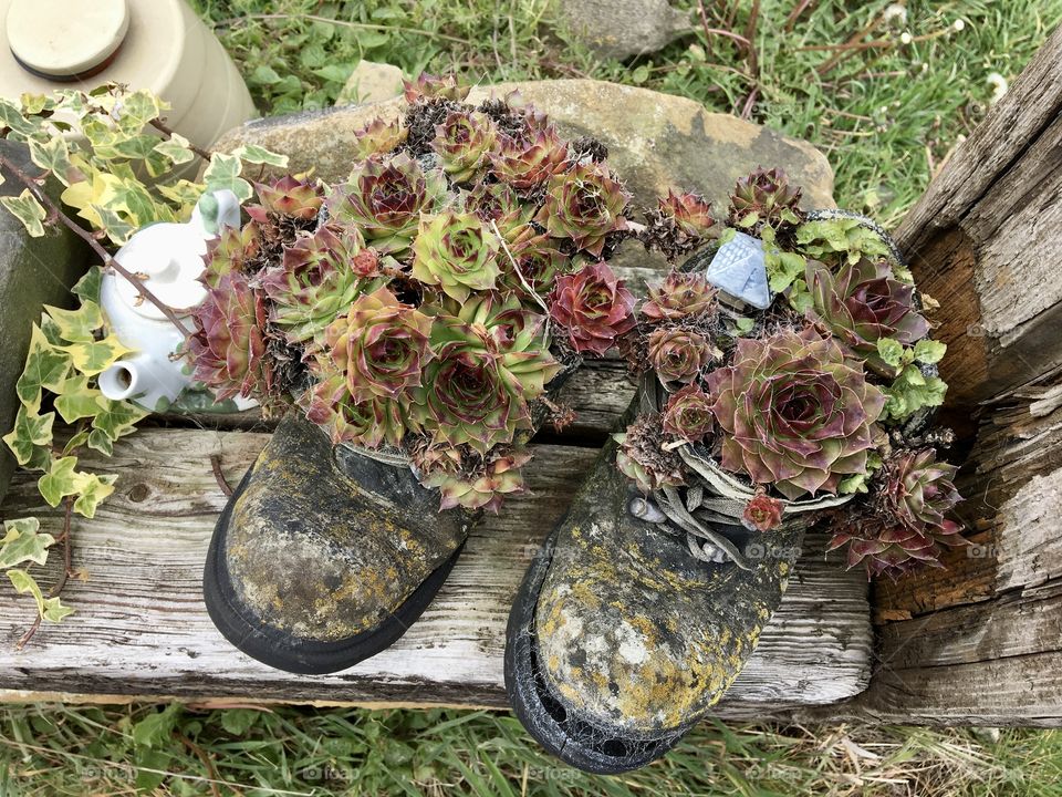 Old boots planted with plants snapped in a garden by the beach 