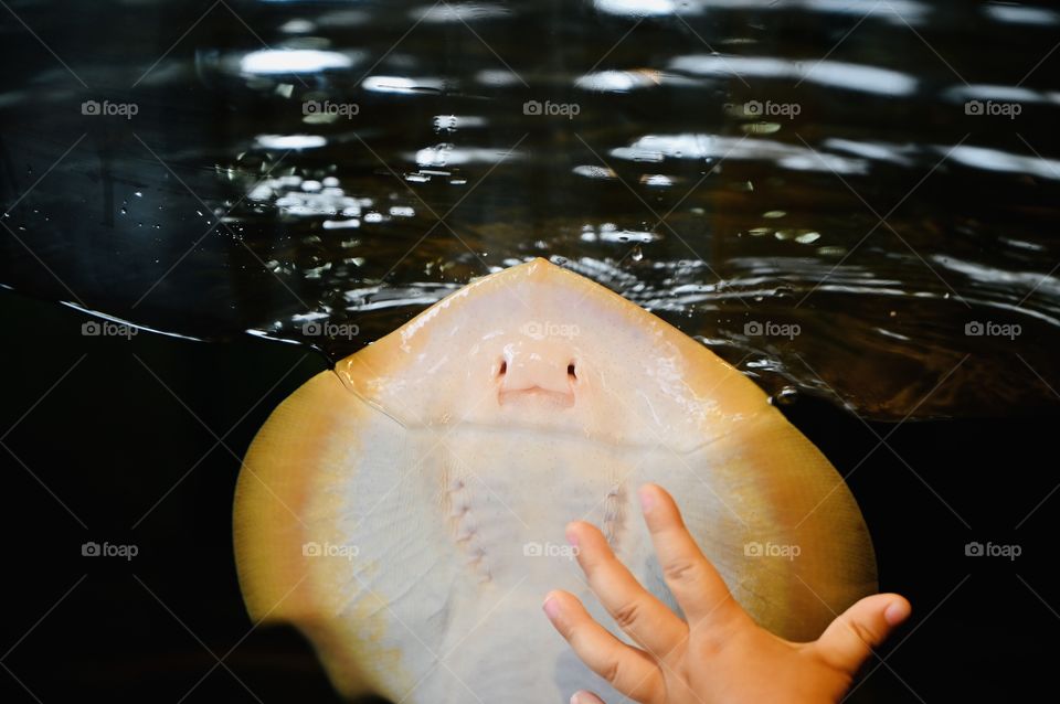 Behind the glass tank Sting Ray saying hello to little kids that pass by that day. 