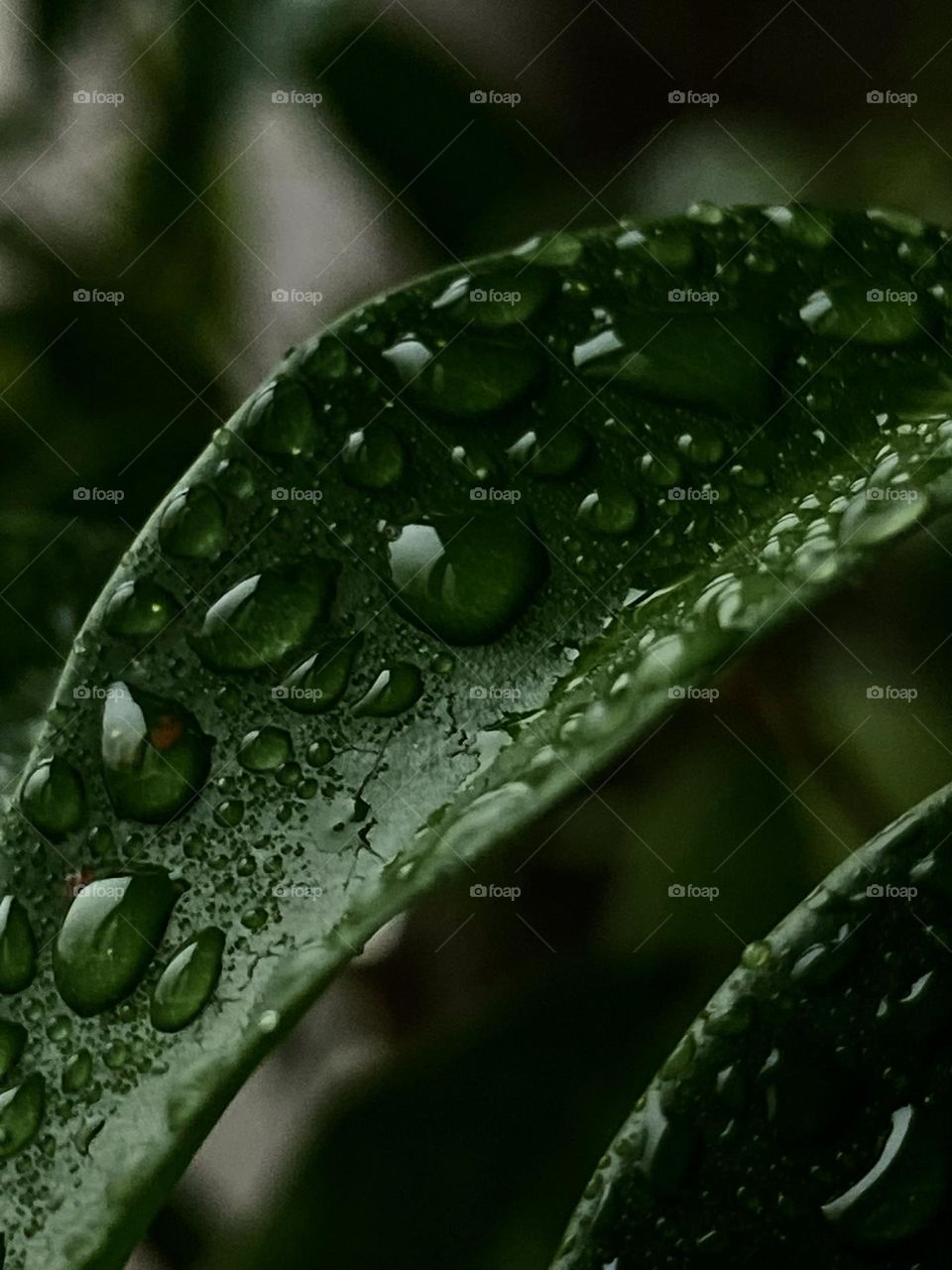 green leaves in drops of water illuminated by the sun