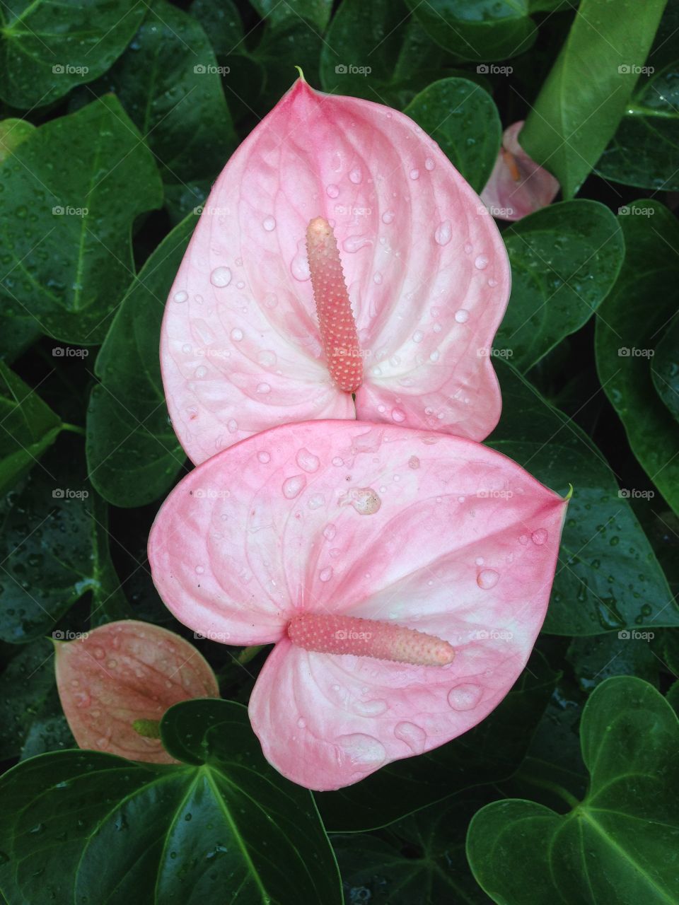 Water droplets on pink flowert