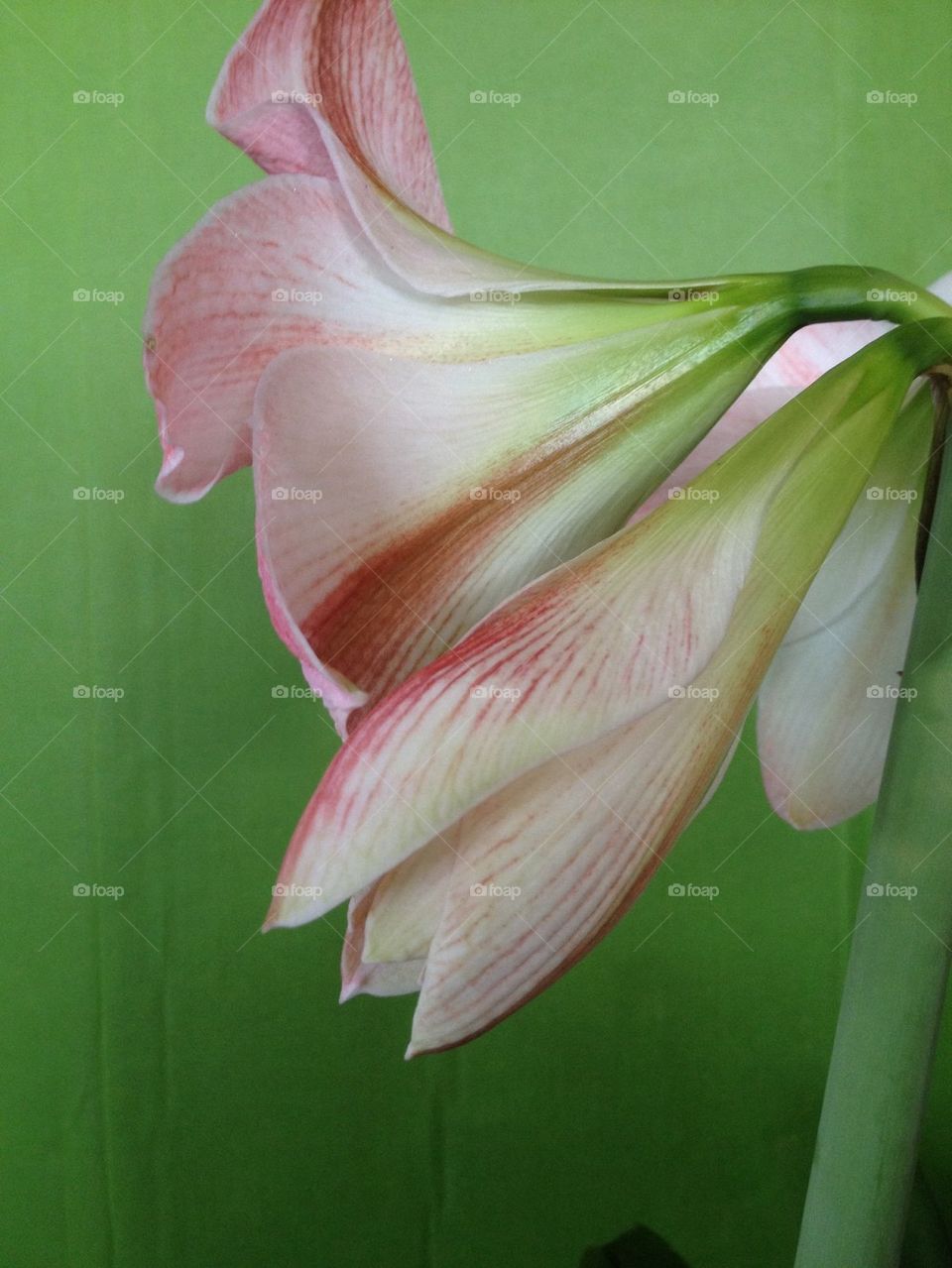 Amaryllis flower