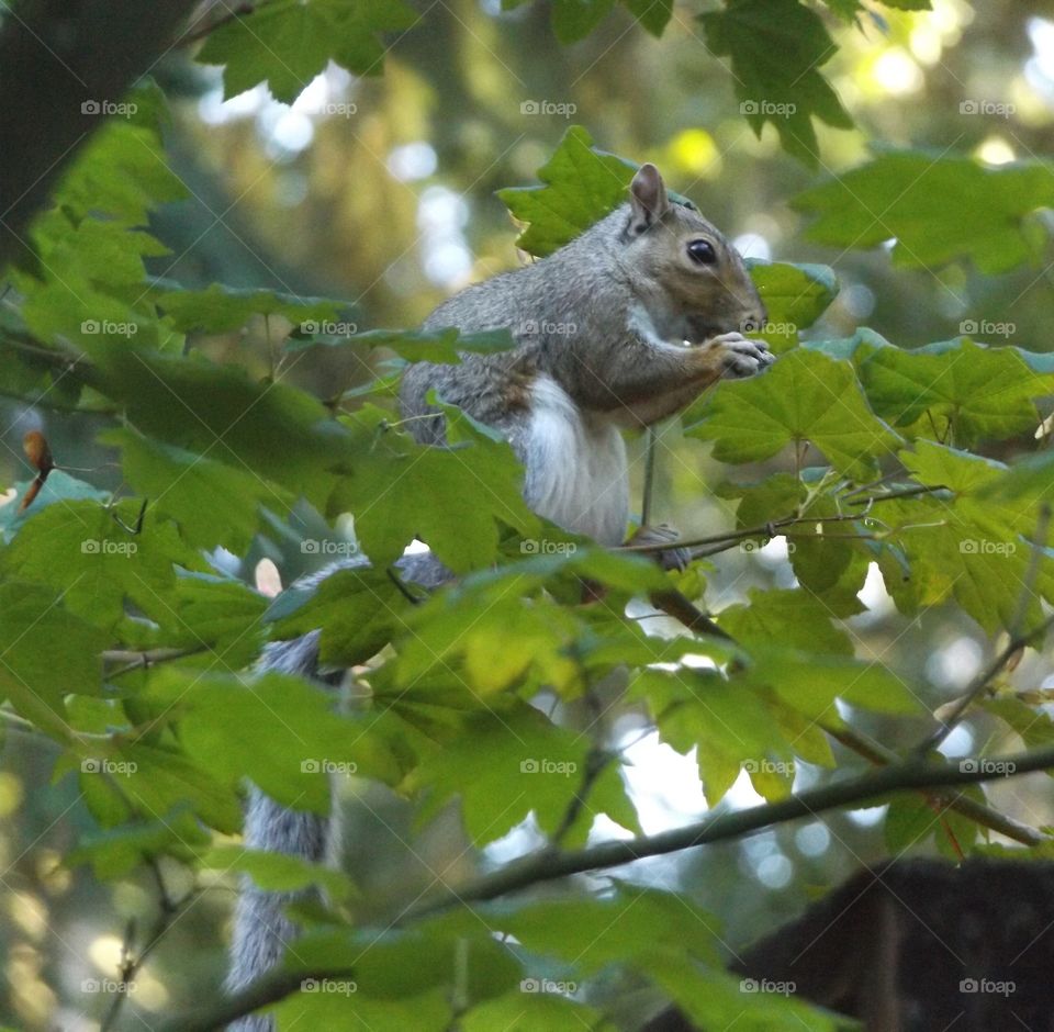 Squirrel on tree branch
