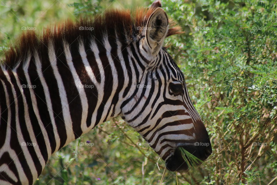 A hungry zebra in the African wildlife!
