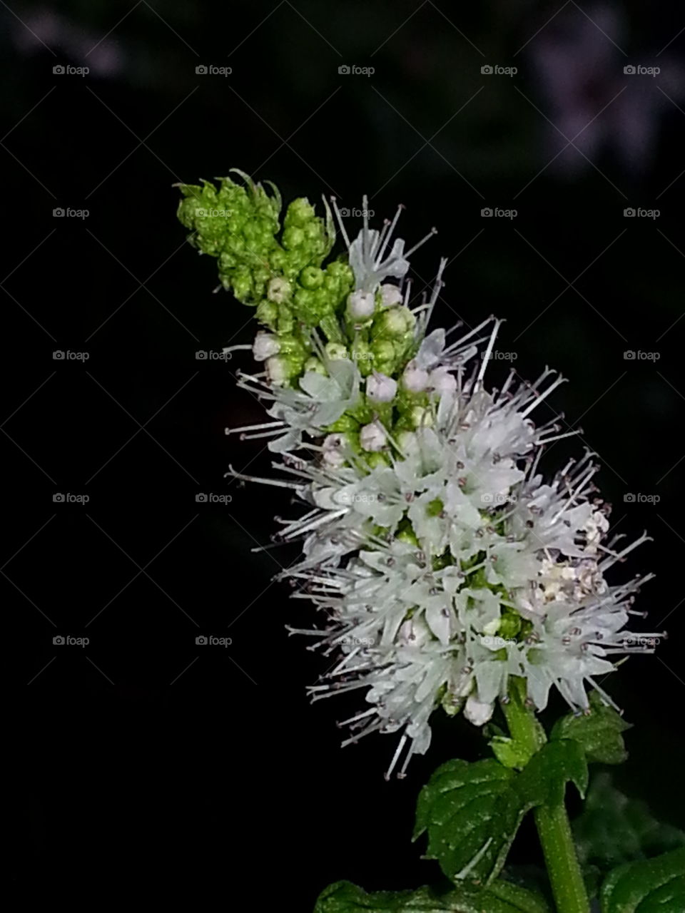 mint plant / flower