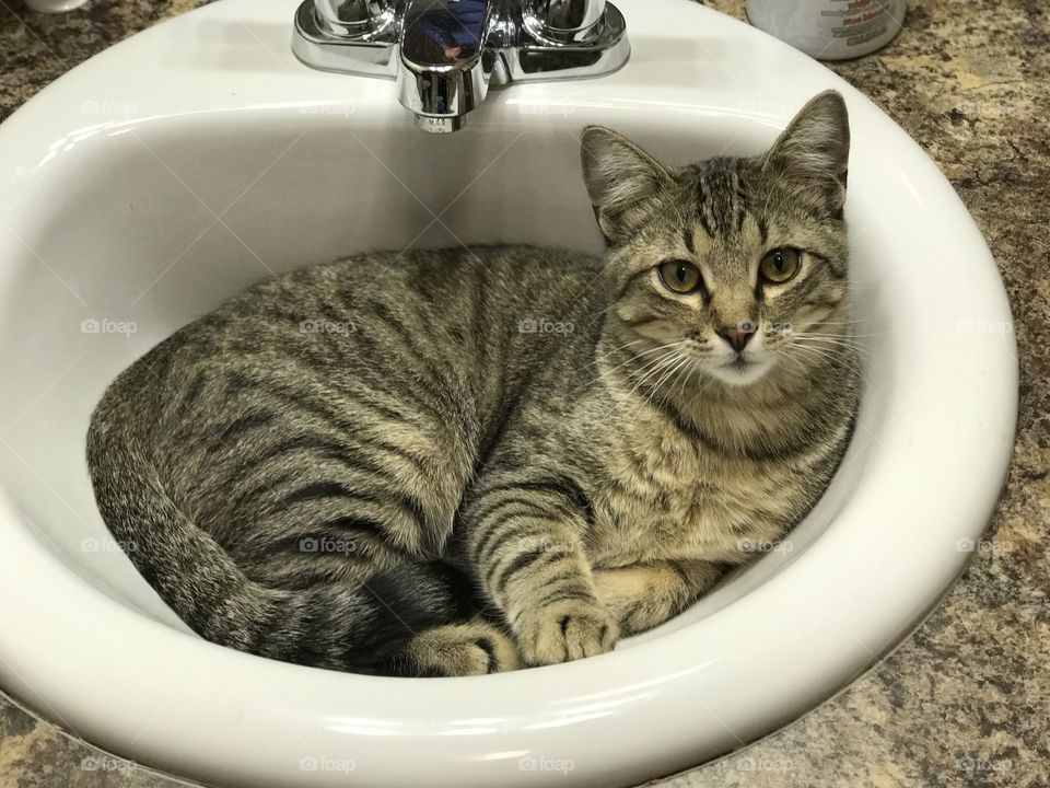 Just chilling in the sink