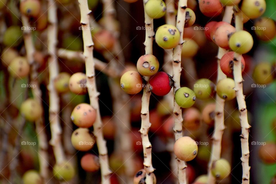 Palm tree fruit