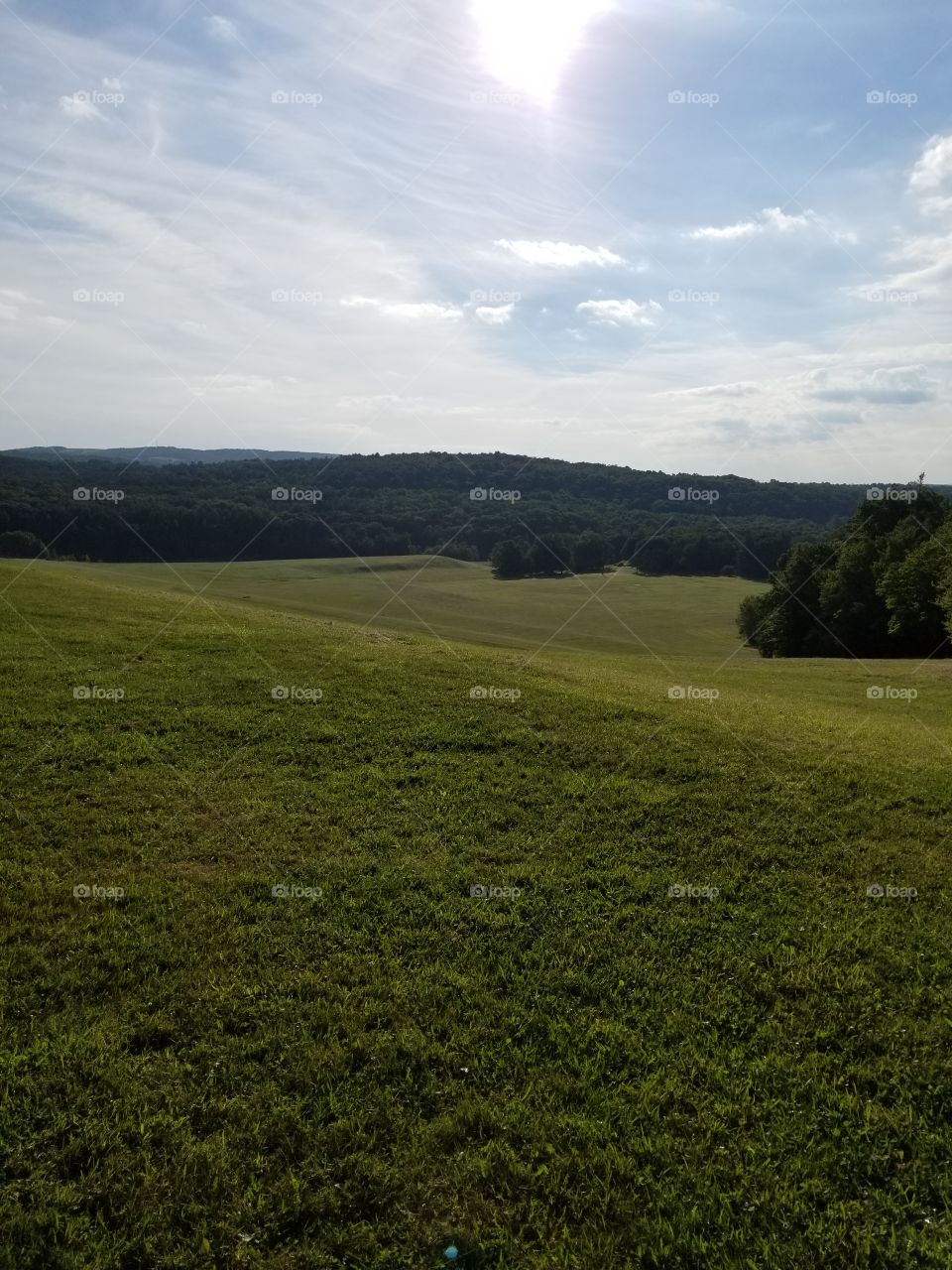 Landscape, No Person, Tree, Sky, Grass