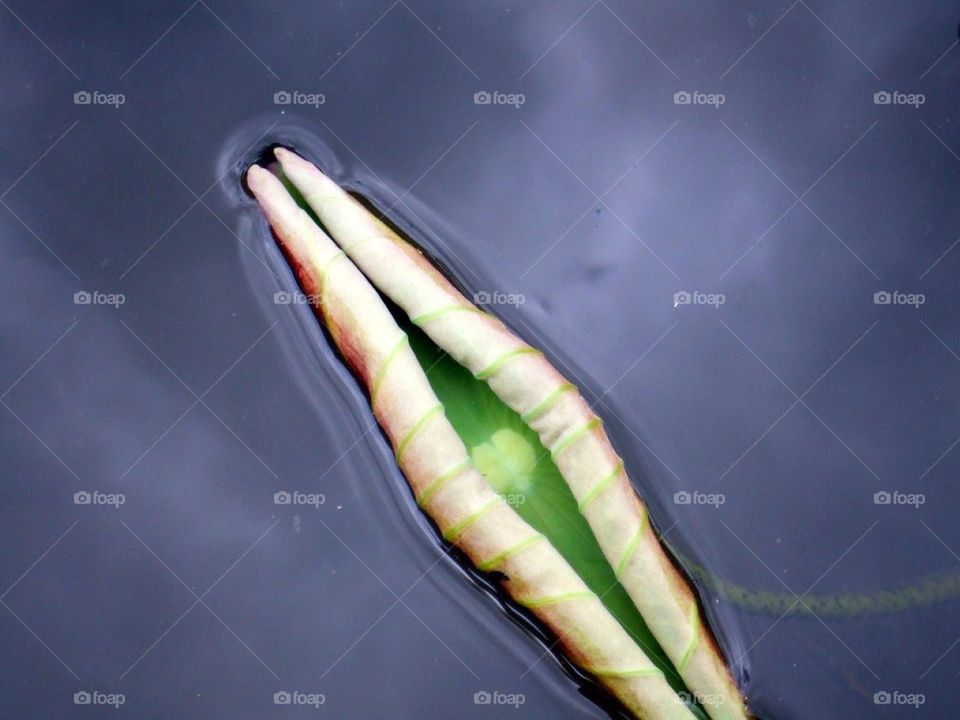 Waterlili