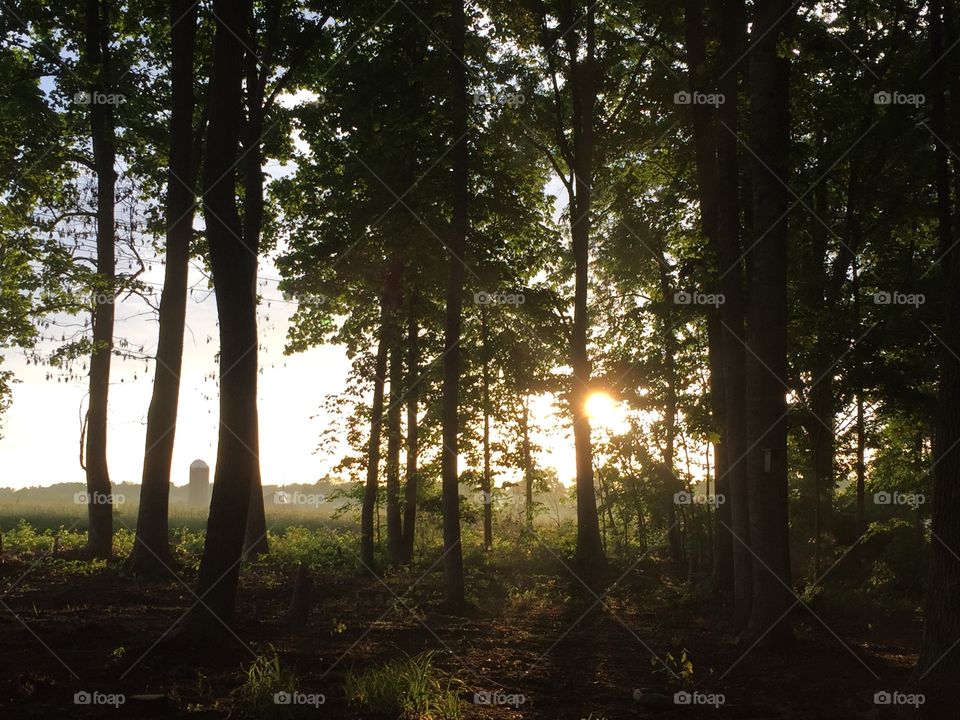 Wood, Tree, Landscape, Dawn, Sun