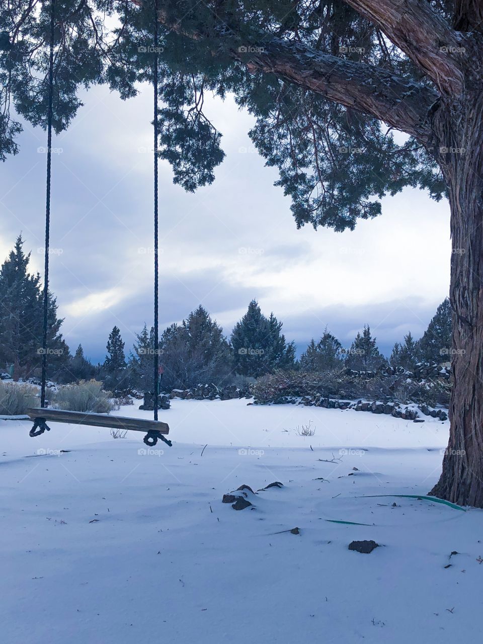 A tree and a swing on a snowy day.
