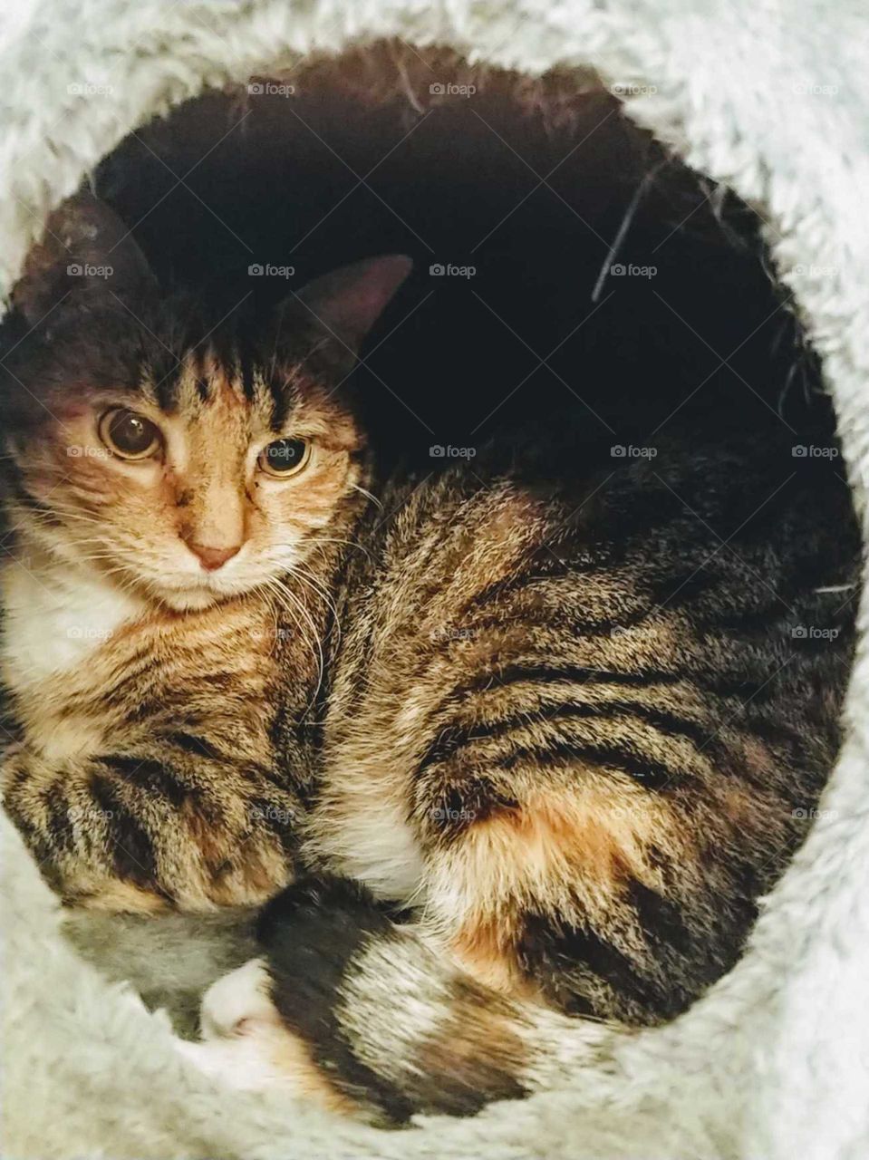 The Cat in the House