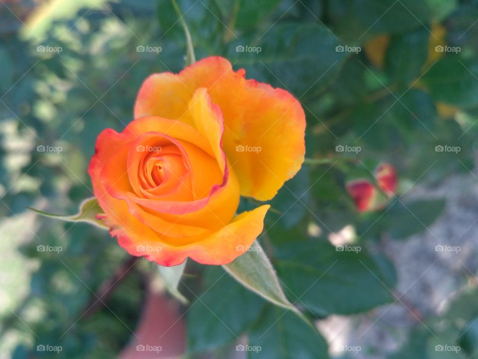 Rose combination of color and love💃