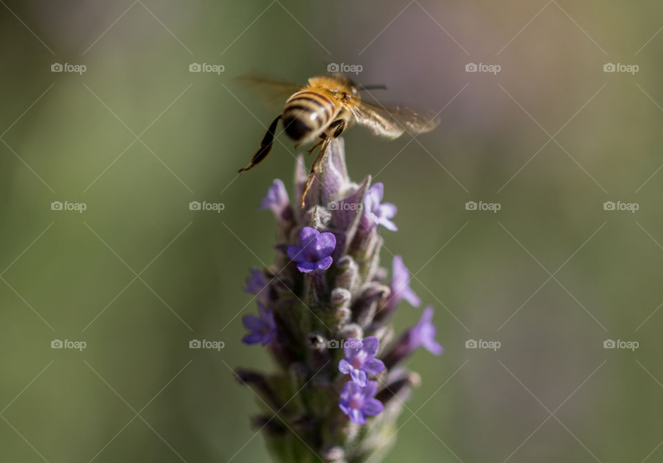 Bee flying