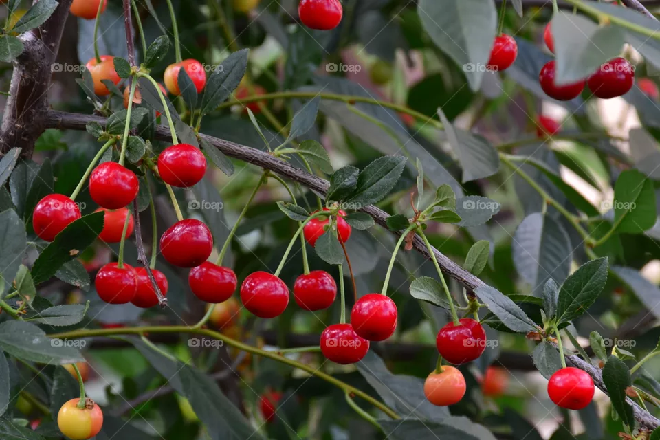 berry