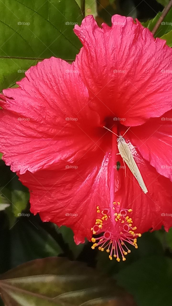 the flower on butterfly is very afternoon click very nature