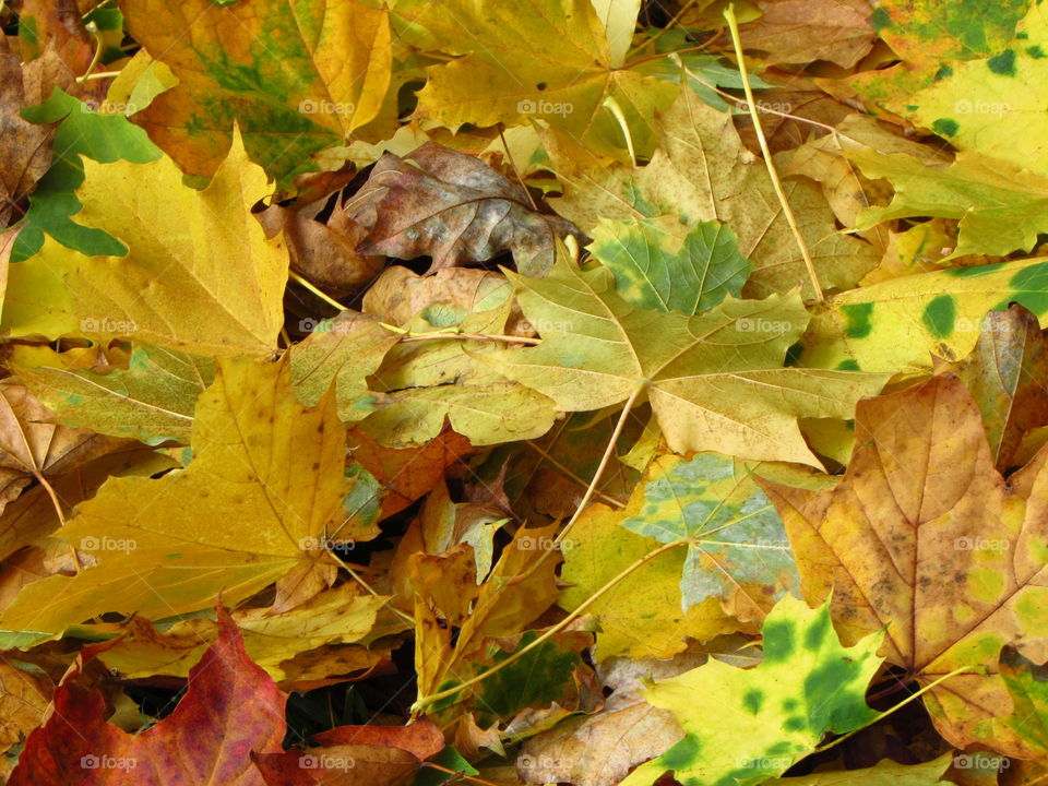 gorgeous autumn maple leaves