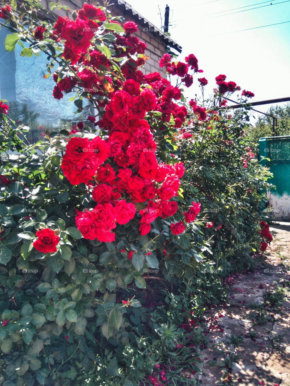 Curly red roses at my house.
