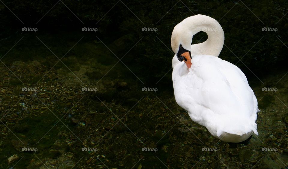 Beautiful snow-white swan
