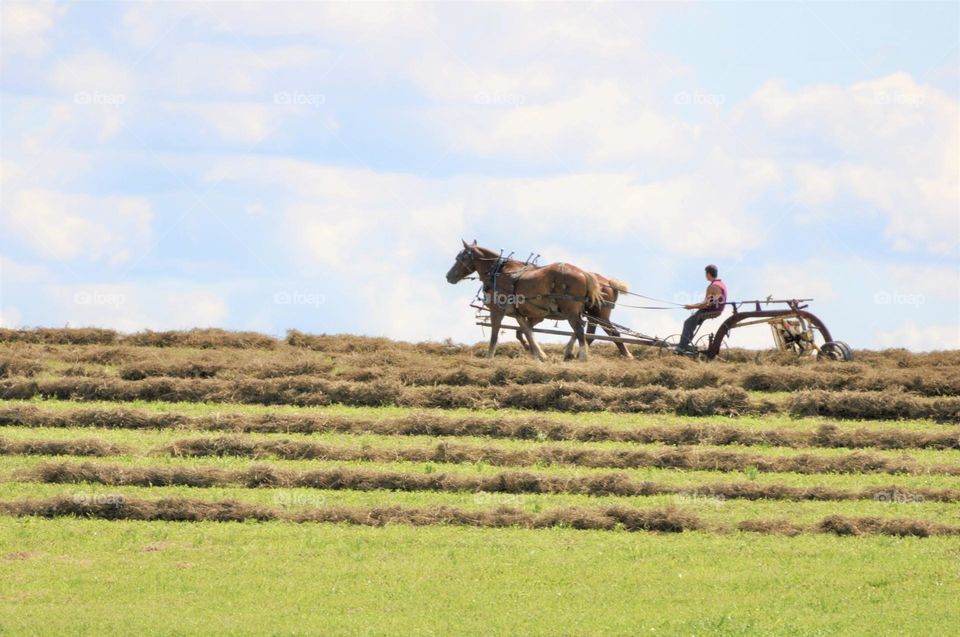 Amish work horse gathering hay