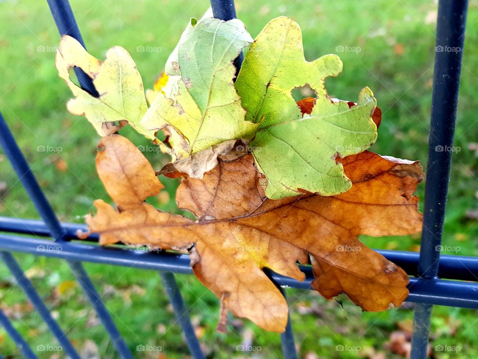 Leaves on a fence