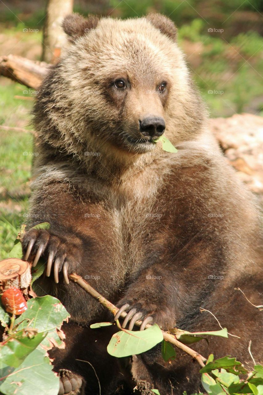 Playful Cub Bear
