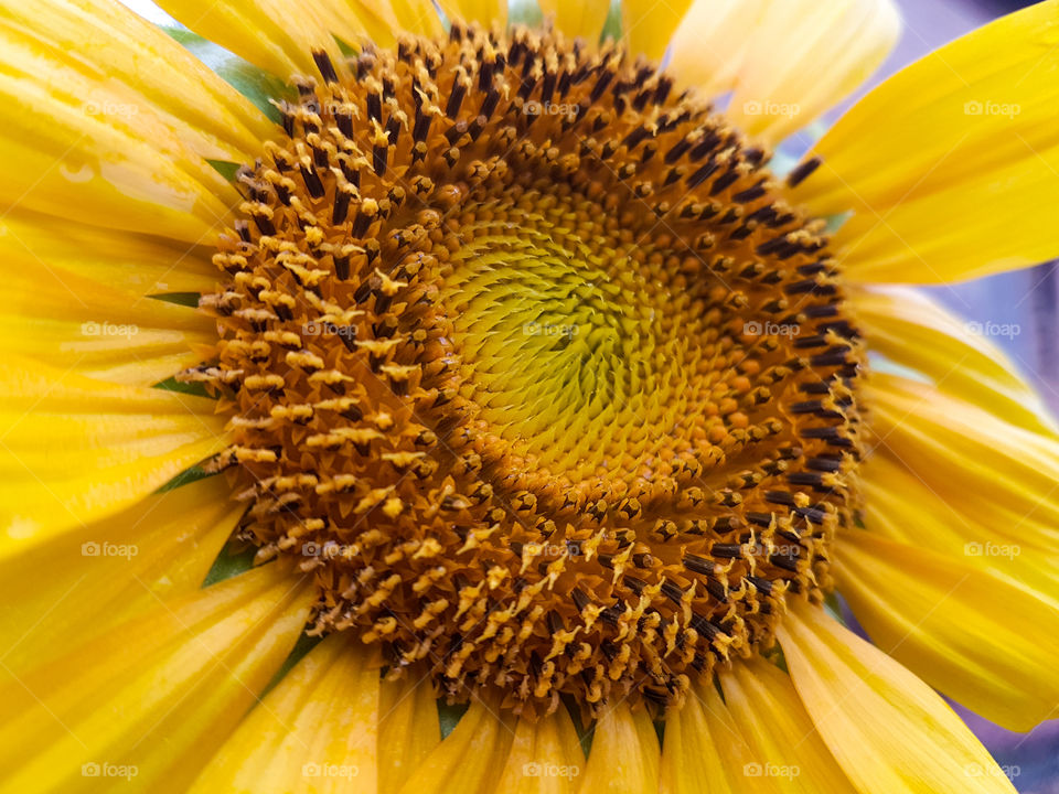 bright yellow sunflower