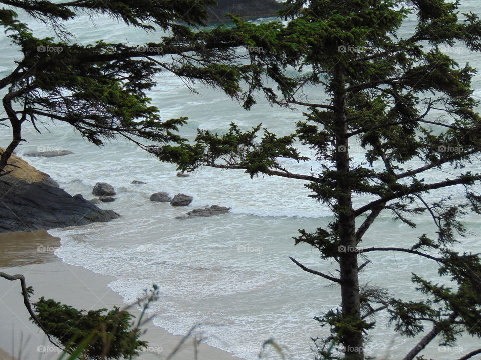 ocean trees rocks waved