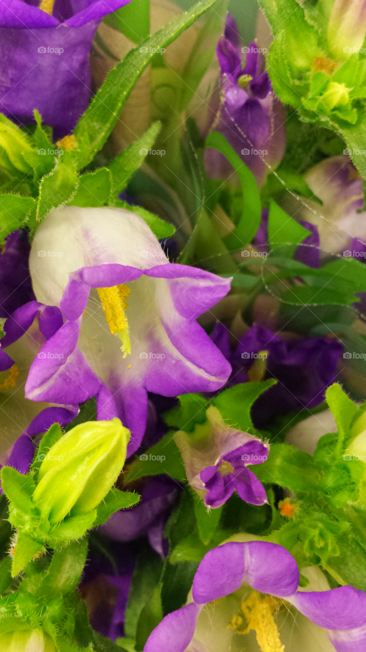 Purple & White Bell Flowers