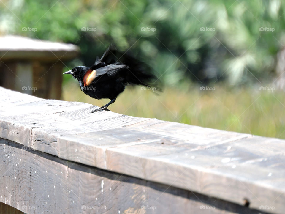 Wings in Motion. Red Winged Blackbirf flapping wings 