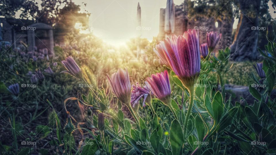 On sunset time , the backlight effect on these beautiful flowers , and the old ruins of medieval castle in the back, made this moment a very interesting one to capture