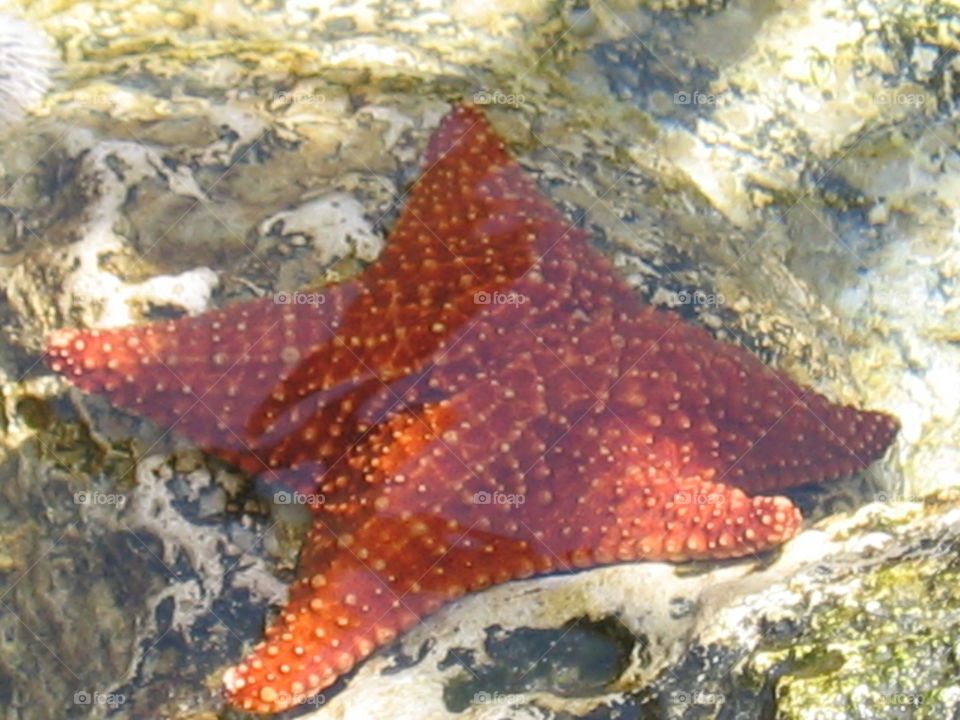 Large orange starfish in tide pool