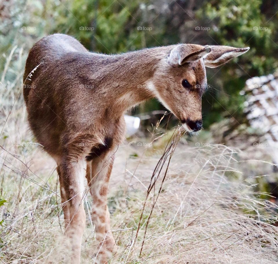 A young doe is curious and meanders in a grassy patch near a field, checking out her surroundings 