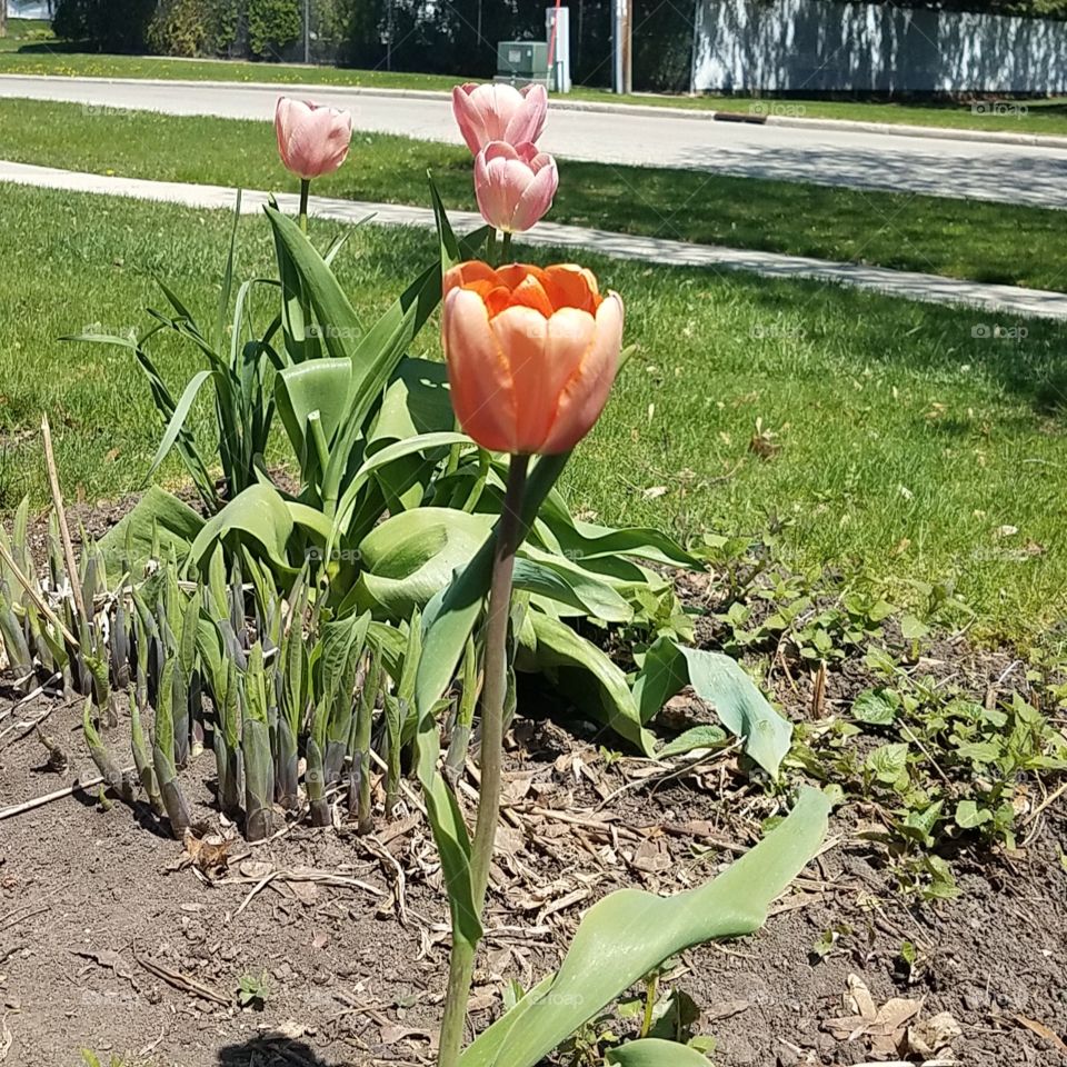 Tulips