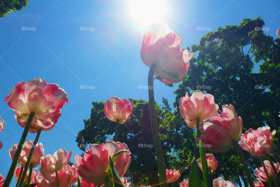 Flowers tulips against the blue sky in the park of Kiev