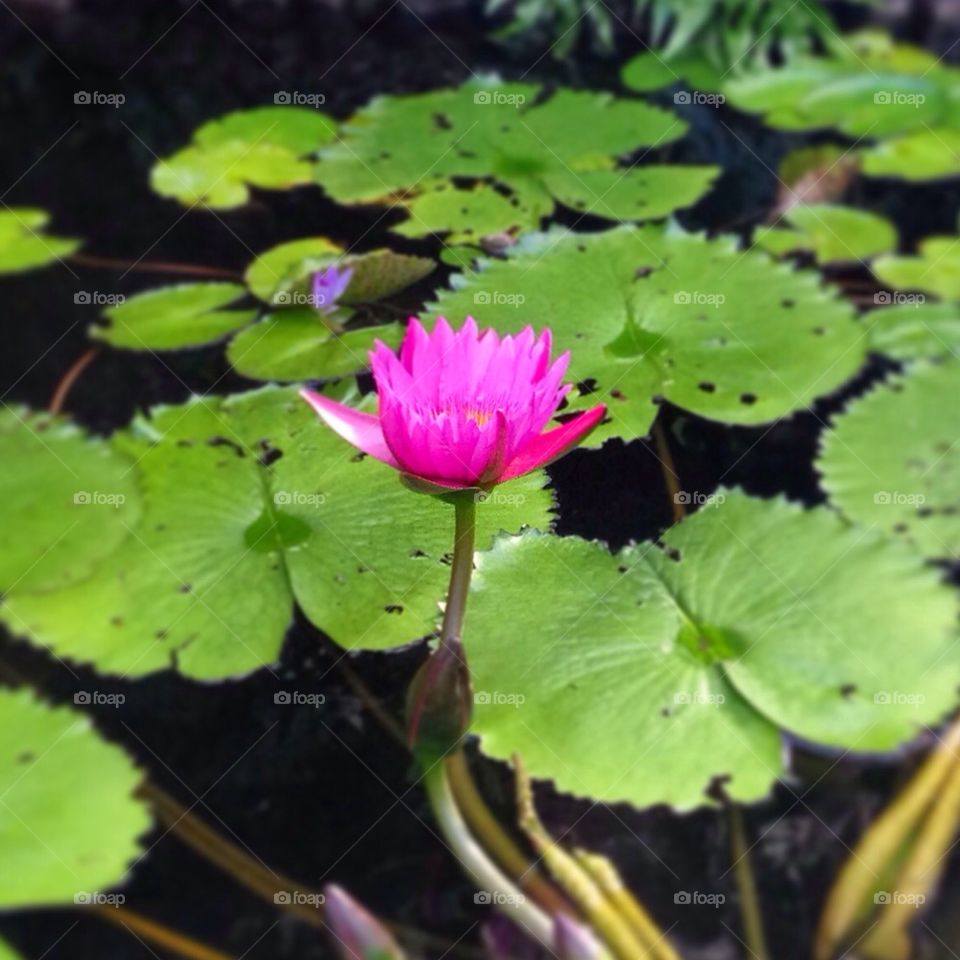 Lotus Flower