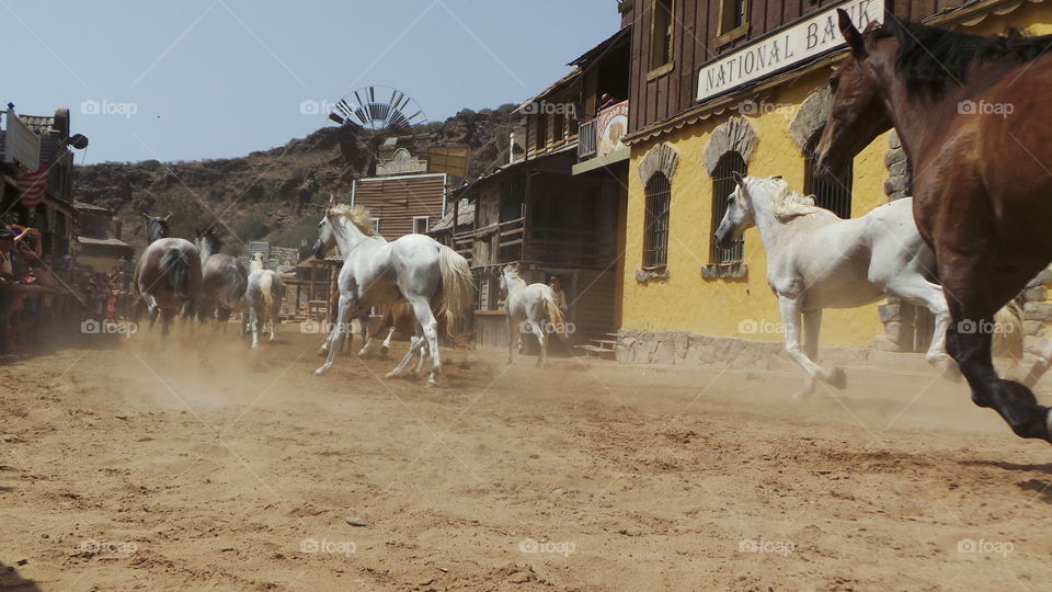 Cavalry, Mammal, Livestock, Horse, Cowman