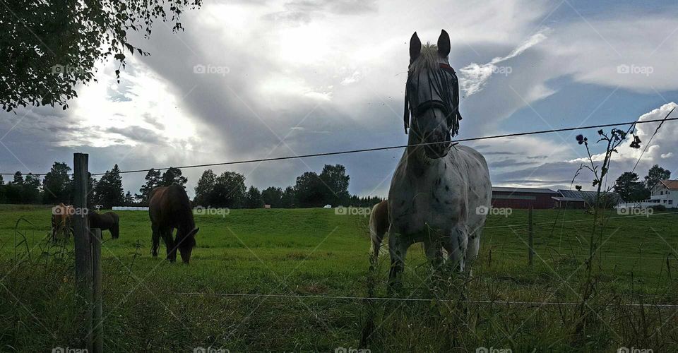 Horses in a meadow