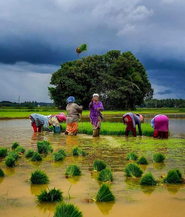 paddy field