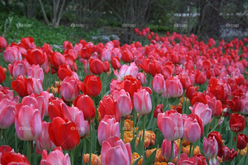 Tulips 