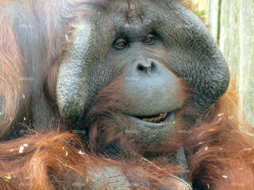 Orangutan looking very happy