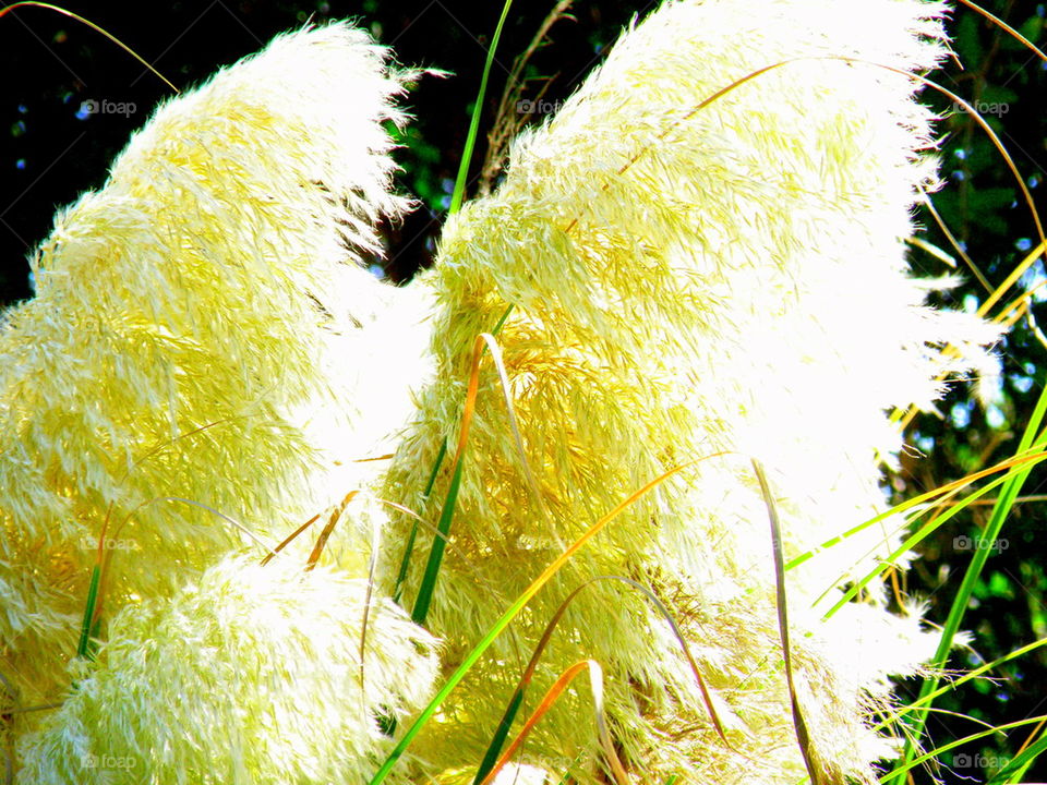 Cat tails exploded