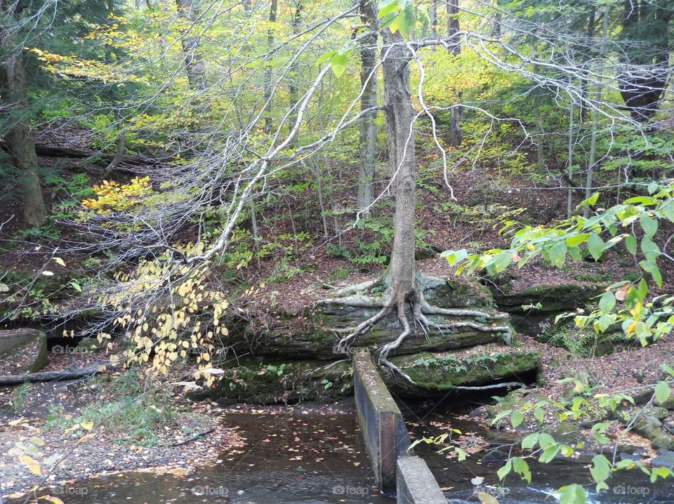 tree with roots spread over a rock at Science Lake in Allegany State Park