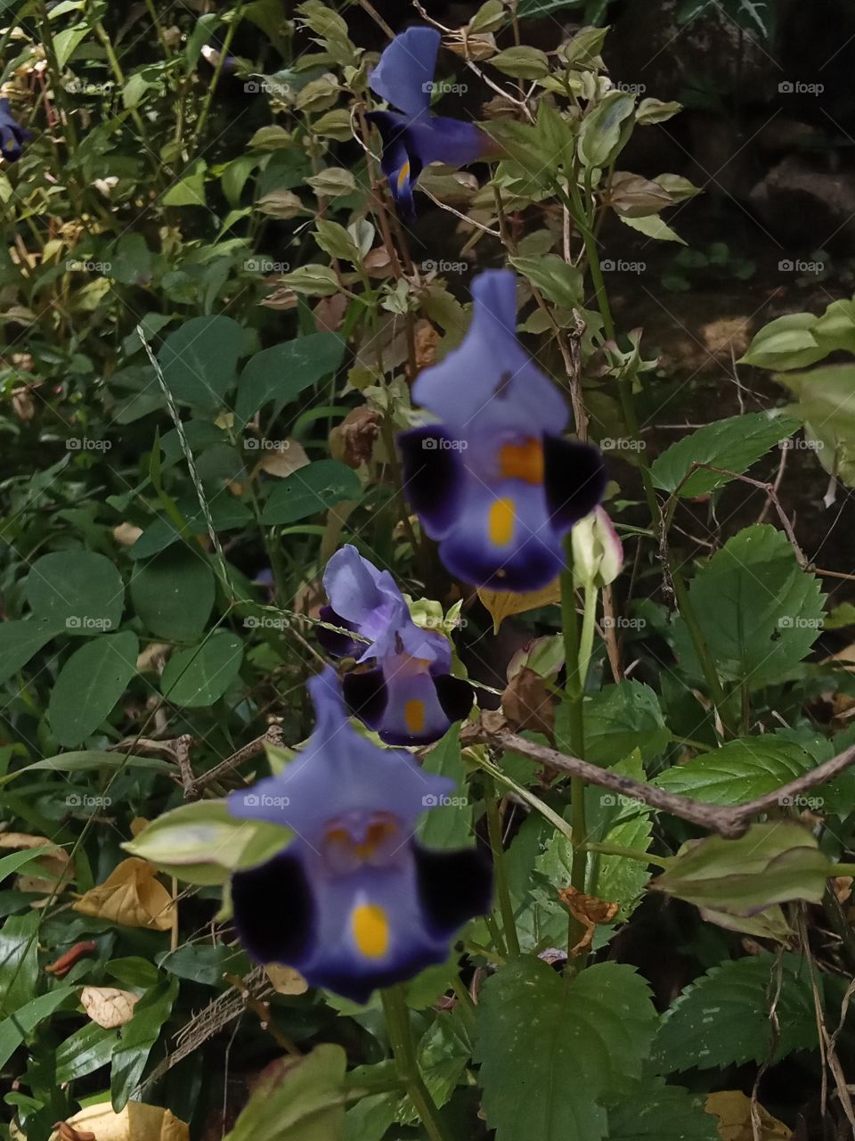 Three sisters of natural flowers.