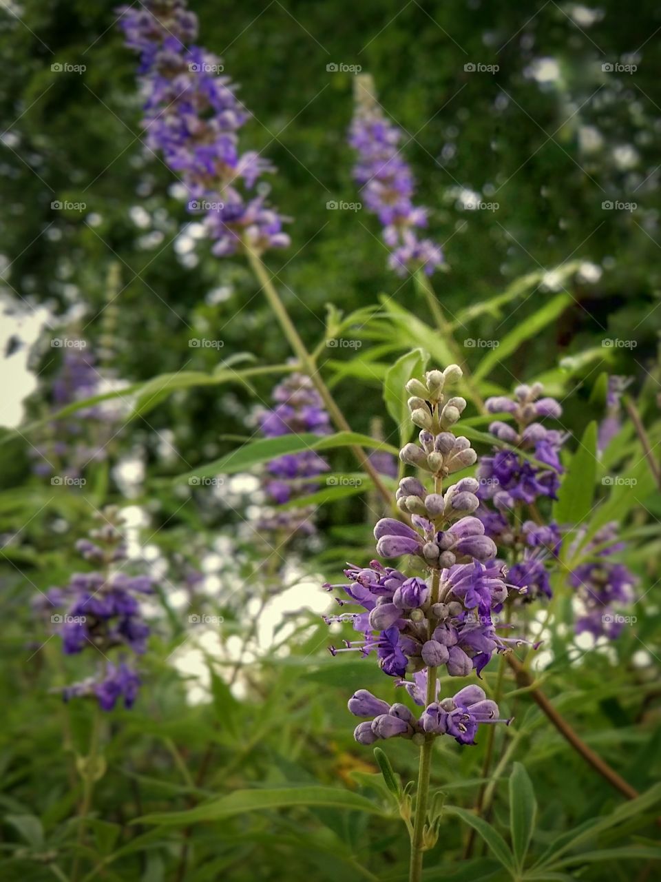 Purple Vitex Flower